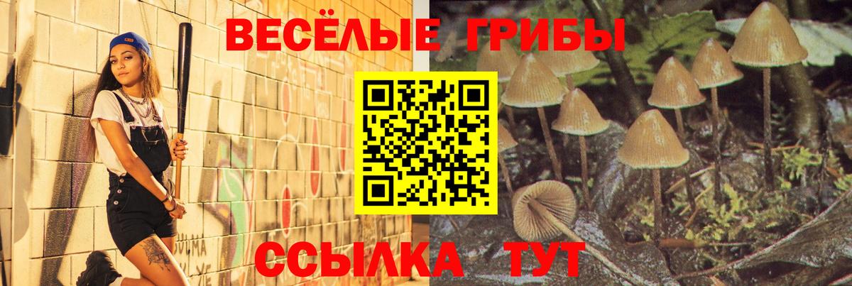Шадринск  Галлюциногенные грибы мицелий  Вход с VPN  Галлюциногенные грибы Psilocybe 
